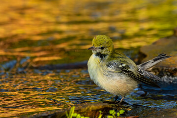 Bay-breasted warbler perched on a rock