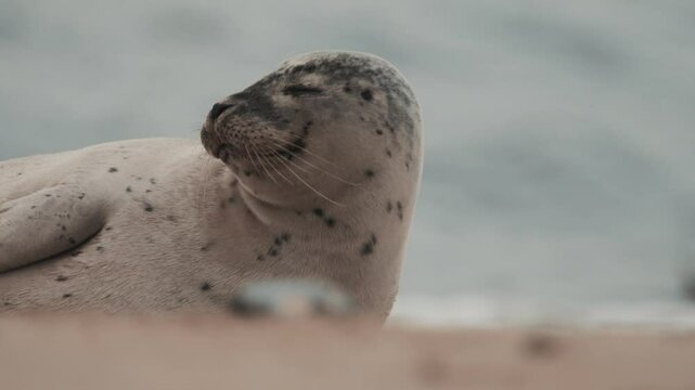 Grey seal pup on a beach, cute seals video