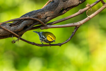Black-throated green warbler perched on a branch