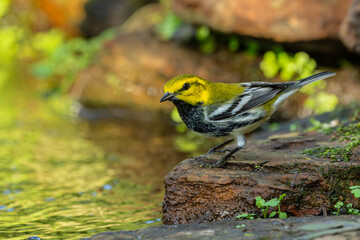 Black-throated green warbler perched on a rock