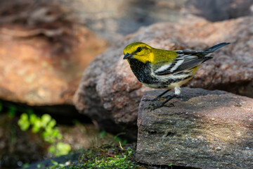 Black-throated green warbler perched on a rock
