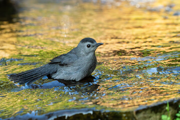 Gray Catbird taking a bath