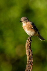 Bluebird perched on a tree branch