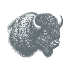 bison vector illustration © CROP MEDIA