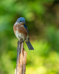Bluebird perched on a tree branch