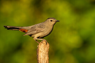 Gray Catbird perched on a tree branch