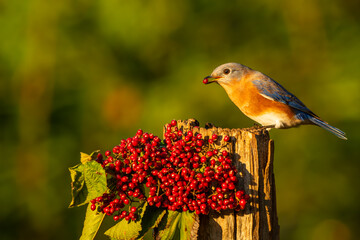 Bluebird perched on a tree branch with red berries