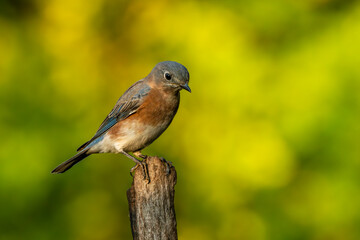 Bluebird perched on a tree branch