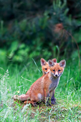 Foxes in a clearing in the wild