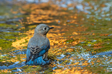 Eastern bluebird bathing in a stream during the golden hour