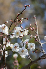Close-up of white plum blossoms blooming in spring, photographed in Qingdao, Shandong, China