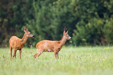 Obraz premium Buck deer with roe deer in a clearing