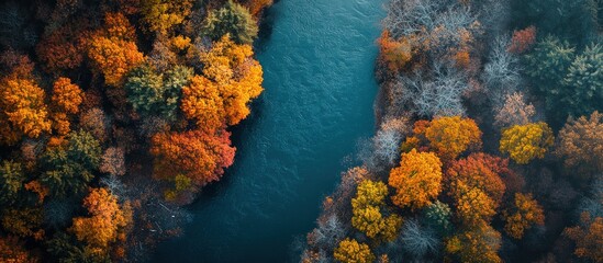 Obraz premium Aerial view of a river flowing through a forest in autumn. The water is a deep blue and the trees are a mix of vibrant red, orange, and yellow.