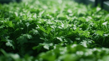 Close-up of fresh green arugula plants growing in a vertical hydroponic farm.