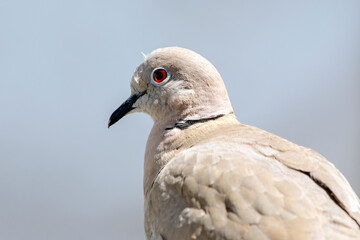 Close up portrait of a young brown dove against gray background. sunny day. selective focus. The Eurasian collared dove (Streptopelia decaocto) is a dove species native to Europe and Asia
