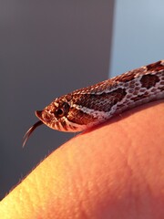 Cobra hognose a apanhar sol