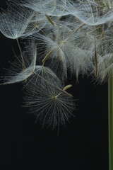 Closeup macro photograph of a salsify seed head on a black background.