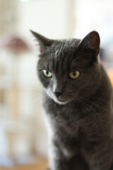 Portrait of a gray cat with yellow eyes on a blurred background	
