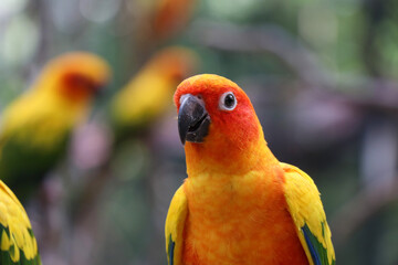 A small orange parrot in the zoo.