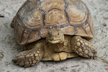 Big Turtles at the Zoo