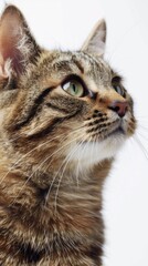 Cat on white background, 4K hyperrealistic photo