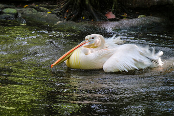 eastern white pelican taking a bath