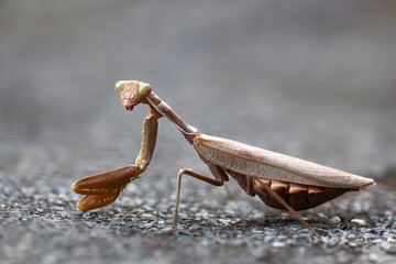 Close-up of praying mantis insect, green mantis on leaf, macro wildlife photography, nature details
