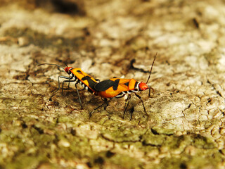 Selective focus, a pair of a red cotton stainer bug or Dysdercus cingulatus is doing a mating process at the garden. This bug is in the family of Pyrhocoridae and is a serious pest of cotton crops
