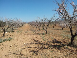Fototapeta premium Canpo de arboles de almentro