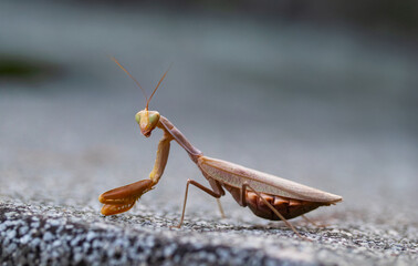 Close-up of praying mantis insect, green mantis on leaf, macro wildlife photography, nature details