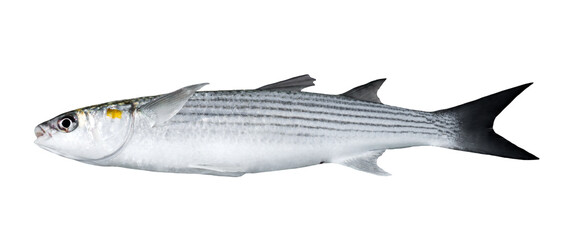 Golden grey mullet isolated on white (Liza aurata)