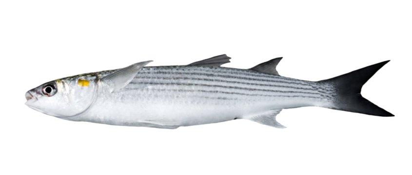 Golden grey mullet isolated on white (Liza aurata)