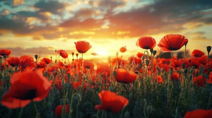 Obraz premium This abstract image of a field of red poppies ablaze with golden sunset light is a gorgeous example of abstract art