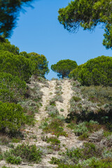 A sandy path winds through dense green shrubbery and trees,