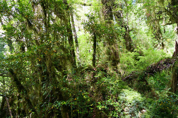 Close up of moss and forest floor in Patagonia mountains at Ventisquera Colgante Quelat National Park