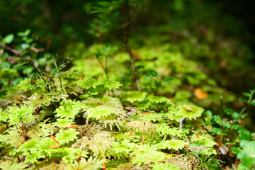 Close up of moss and forest floor in Patagonia mountains at Ventisquera Colgante Quelat National Park