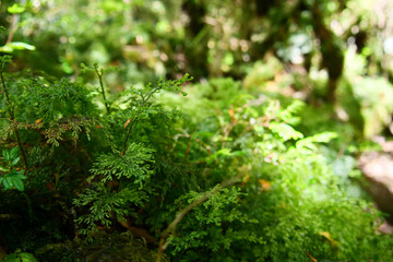 Fototapeta premium Close up of moss and forest floor in Patagonia mountains at Ventisquera Colgante Quelat National Park