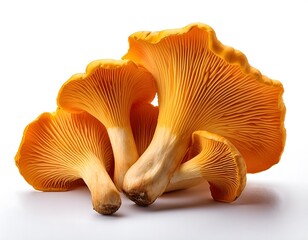 Chanterelle Mushrooms on the Forest Floor