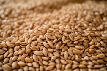 Fototapeta premium Paddy grains in close-up, illuminated by soft
