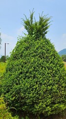 A beautiful yew tree in a well-maintained forest