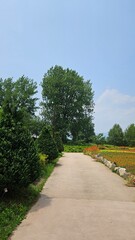 A quiet path in a beautiful forest