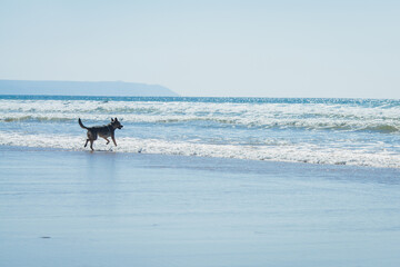 This lively beach photograph features two dogs running along the shoreline