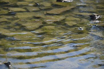 river bed ripple water rocks shale background texture