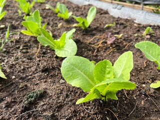 Tomato seedling thriving in a garden, surrounded by rich soil and vibrant leaves, symbolizing growth and the beauty of nature in spring
