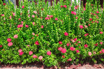 Red inflorescences of Ixora chinensis with bright green foliage. Gardening and landscape design