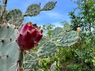 Prickly Pear: A close-up view of a vibrant red prickly pear fruit growing on a green cactus plant,...