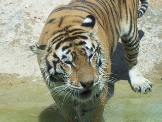 Tigre mirando