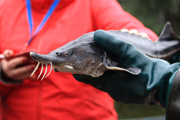 Sturgeon fish in the hands of a farmer, close-up. Fish farm. Breeding sturgeon for further caviar...