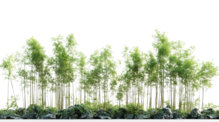 Lush green bamboo forest with tall slender trees and dense foliage, creating a serene and peaceful natural landscape under clear sky.