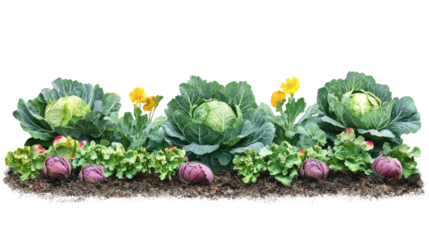 Vibrant vegetable garden with lush green cabbage, purple cabbage, and colorful flowers, showcasing nature's bounty in an organic setting.
